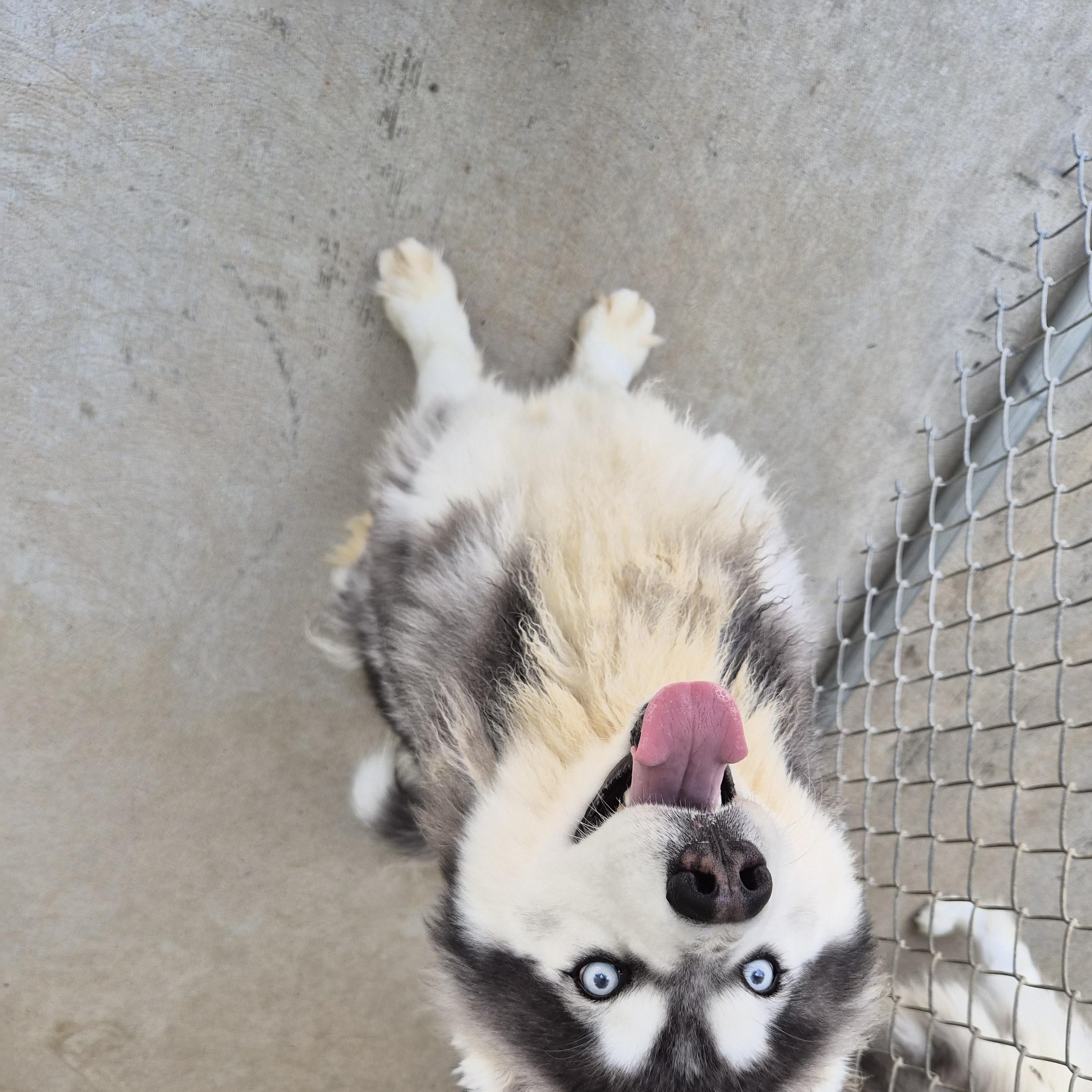 Enlarge Bruce, an adopted mixed breed in Cornelius, NC image 5/6