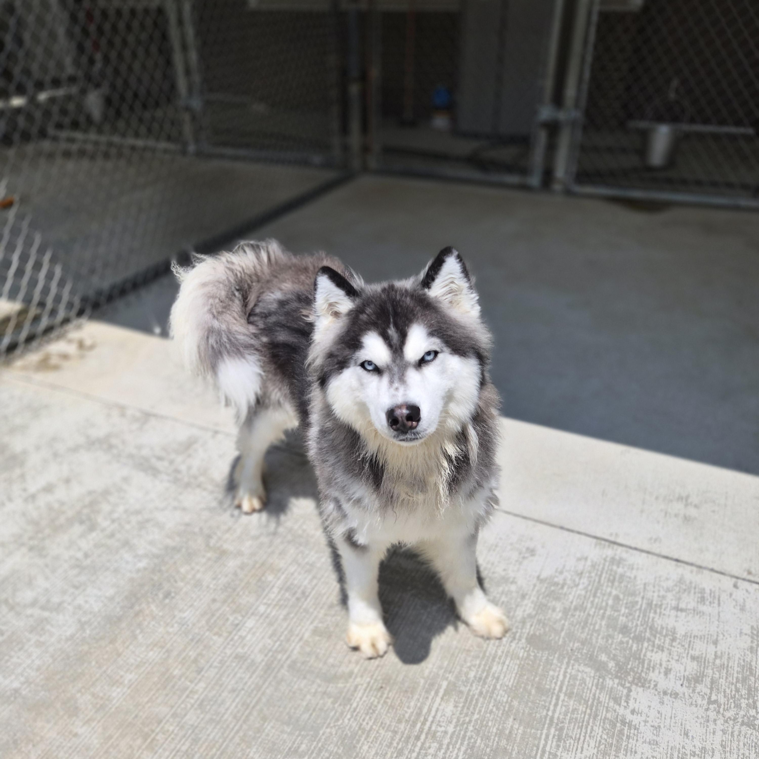 Enlarge Bruce, an adopted mixed breed in Cornelius, NC image 4/6
