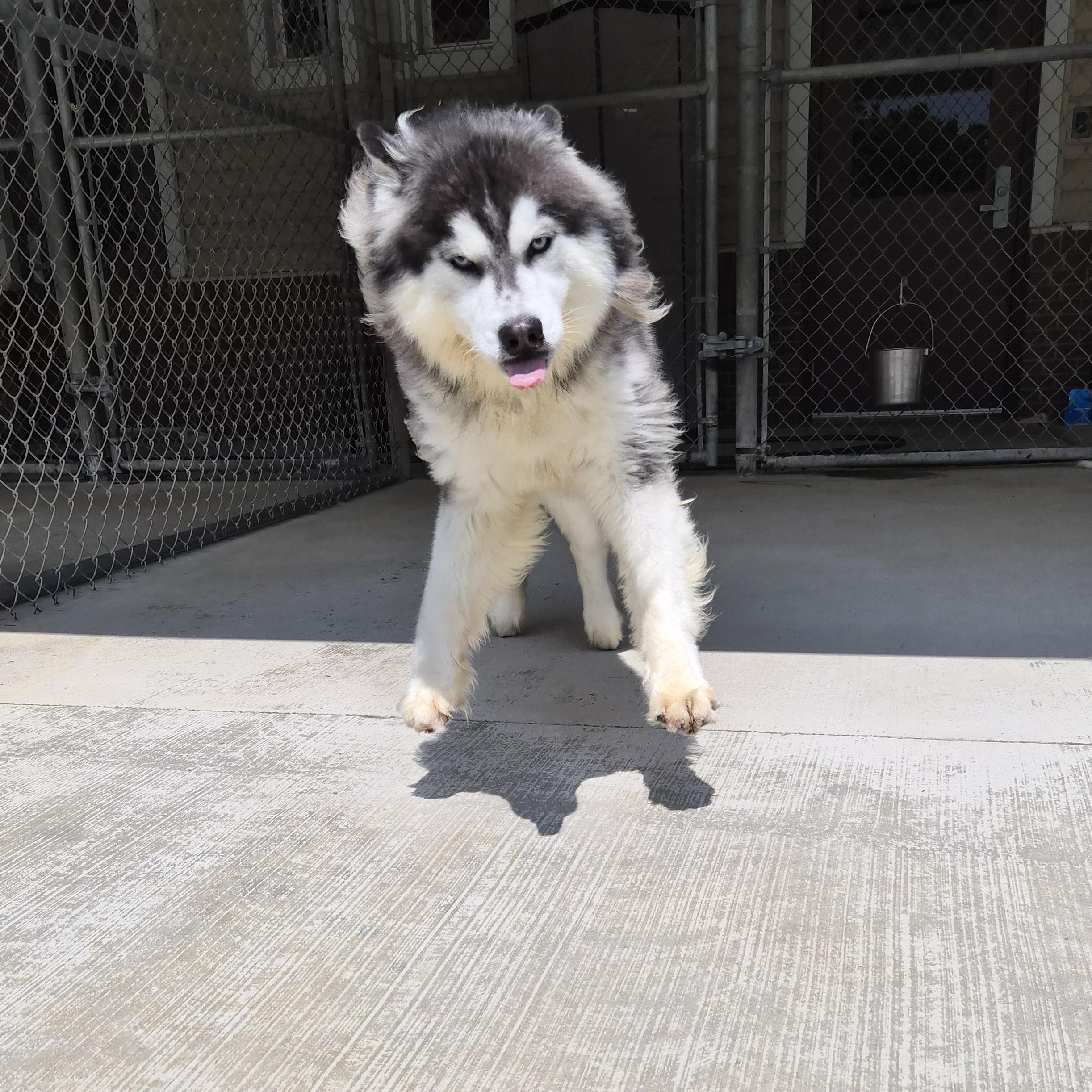 Enlarge Bruce, an adopted mixed breed in Cornelius, NC image 3/6