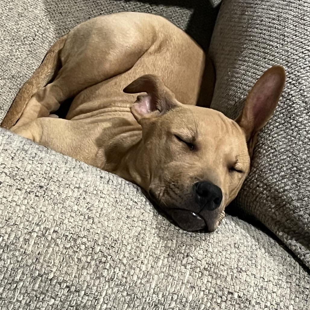 Enlarge Georgia, a Adoptable mixed breed in Austell, GA image 1/4