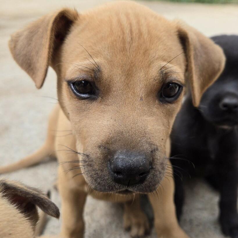 Enlarge Georgia, a Adoptable mixed breed in Austell, GA image 1/6
