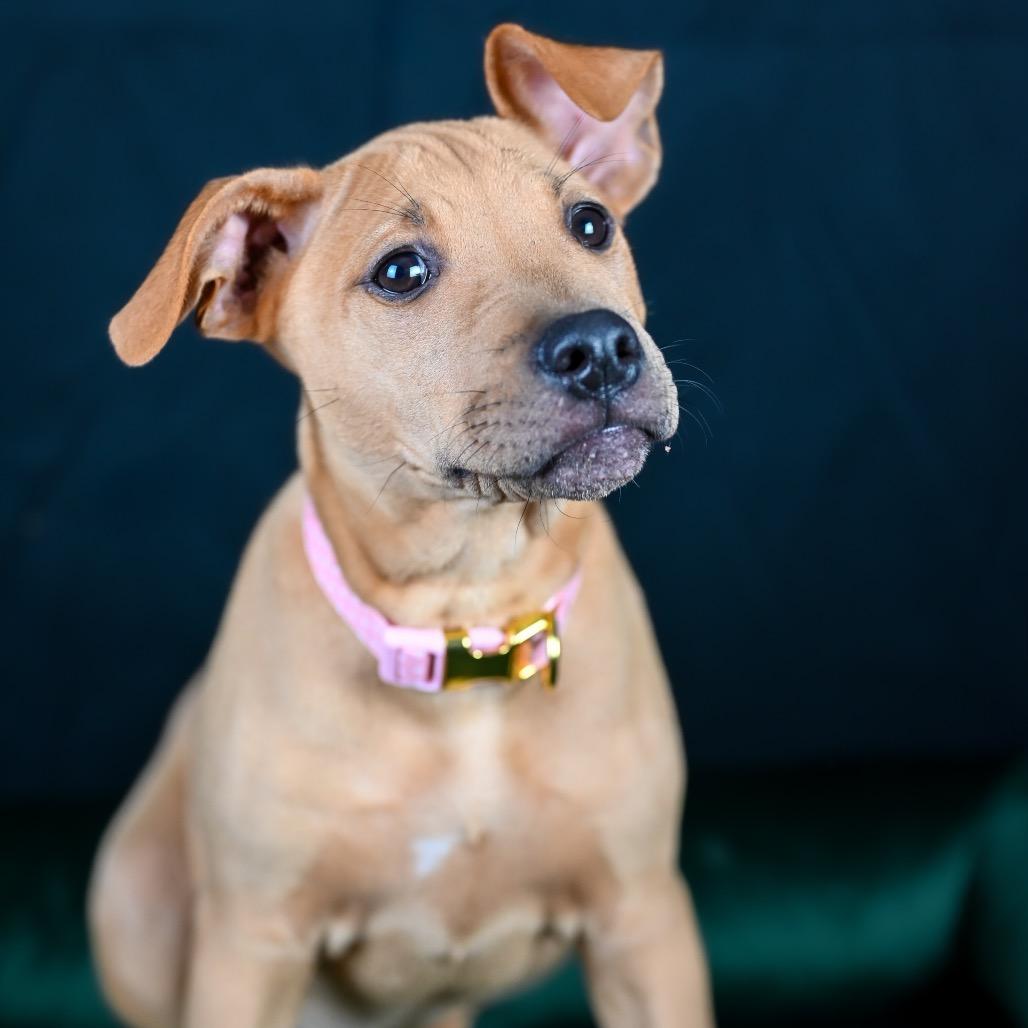 Enlarge Georgia, a Adoptable mixed breed in Austell, GA image 2/6