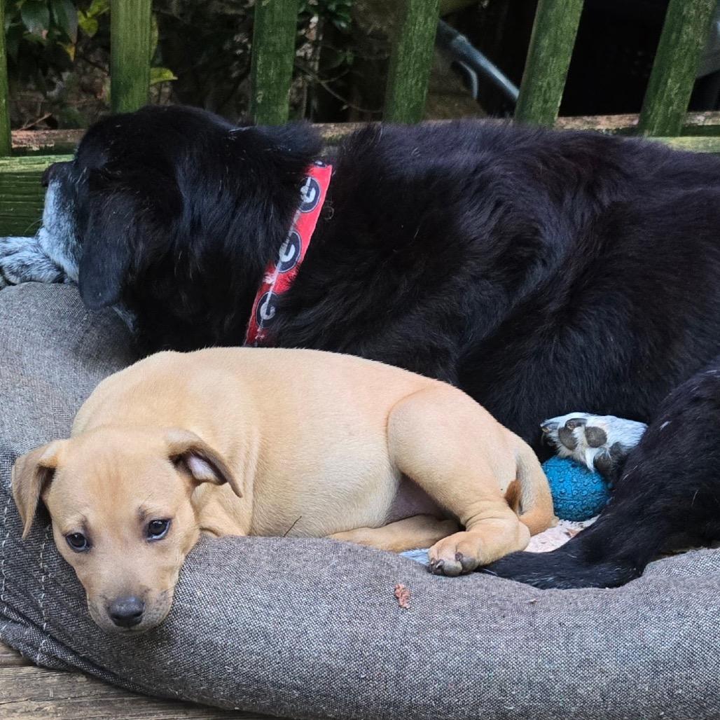 Enlarge Georgia, a Adoptable mixed breed in Austell, GA image 3/6