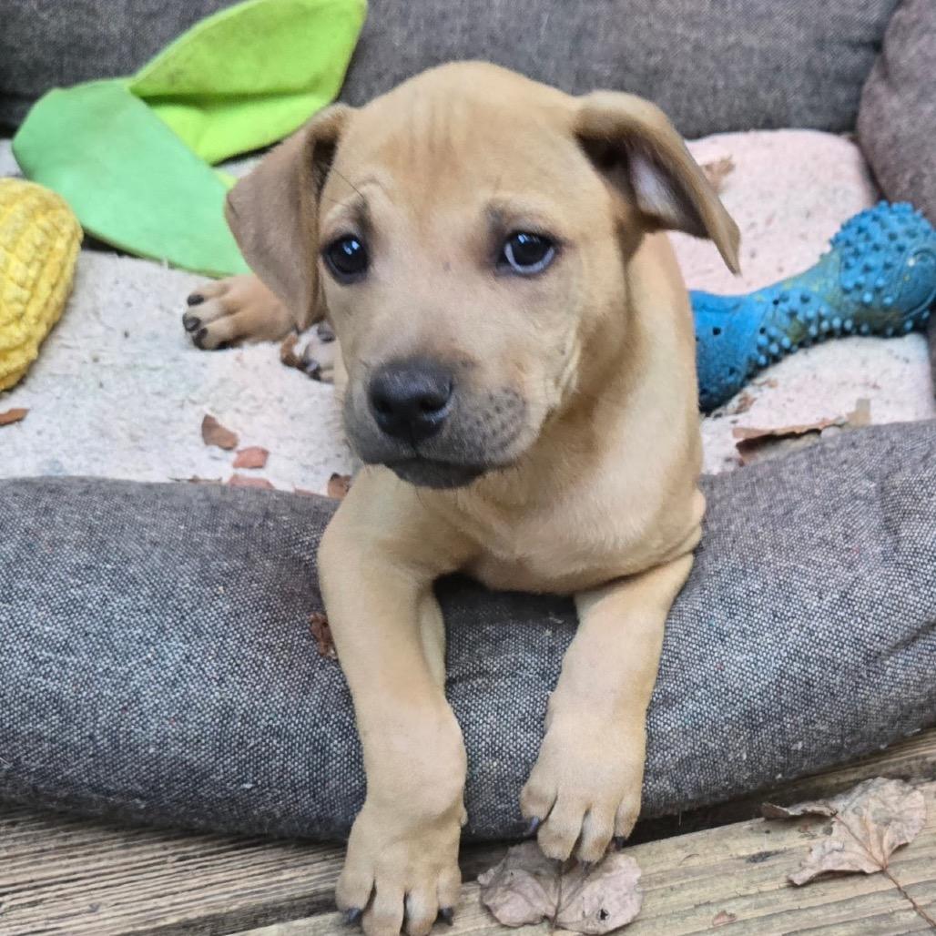 Enlarge Georgia, a Adoptable mixed breed in Austell, GA image 4/6