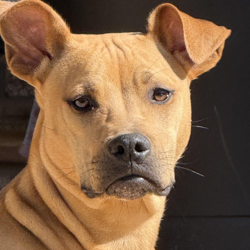 Enlarge Georgia, a Adoptable mixed breed in Austell, GA image 2/4