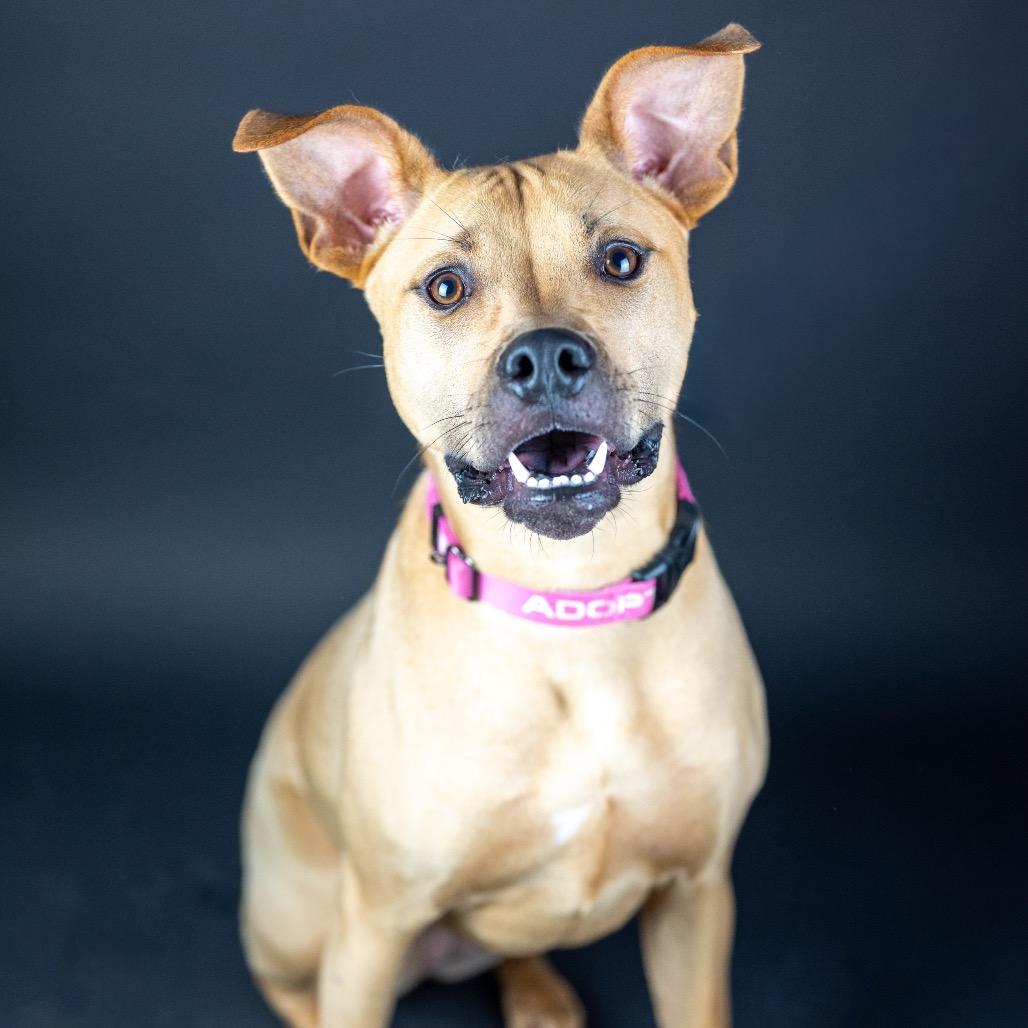Enlarge Georgia, a Adoptable mixed breed in Austell, GA image 3/6