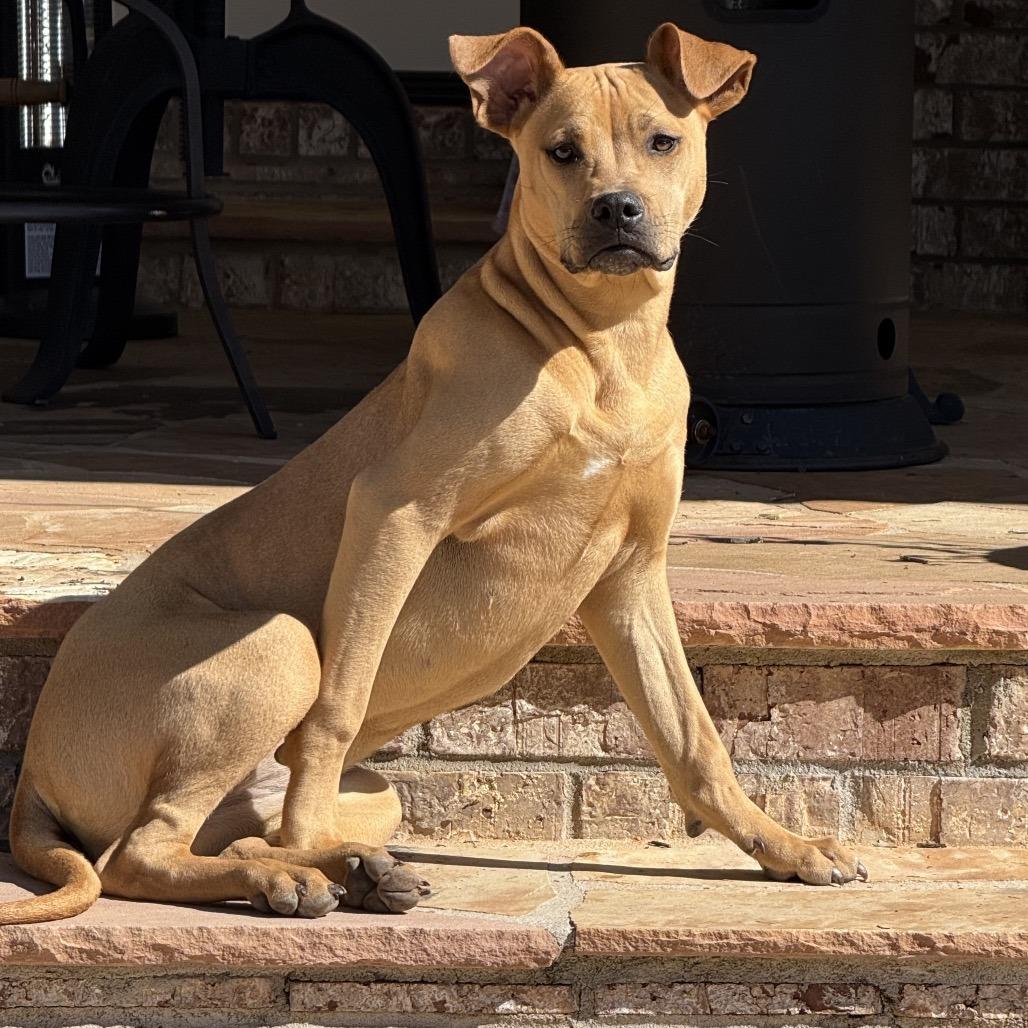 Enlarge Georgia, a Adoptable mixed breed in Austell, GA image 4/6
