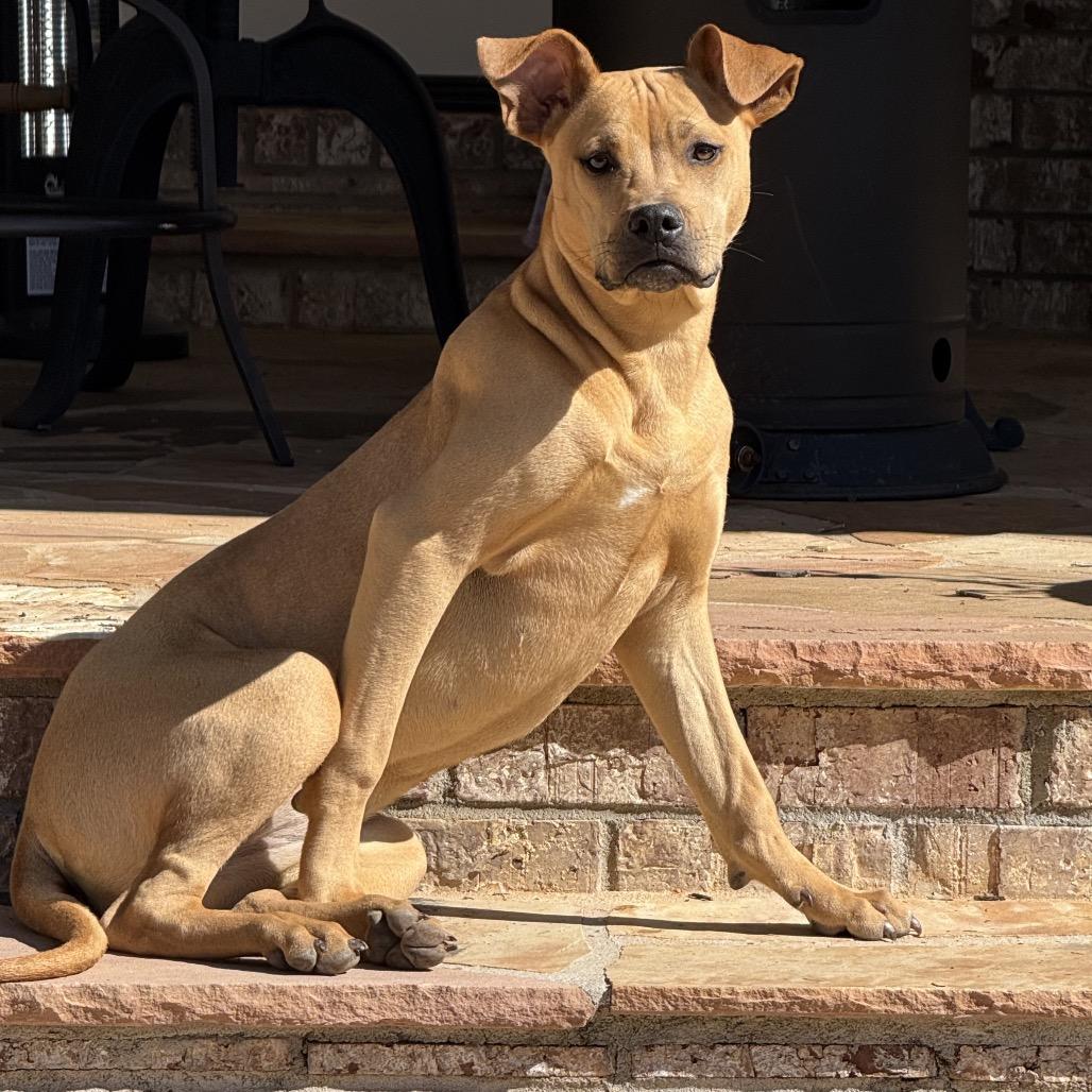 Georgia, Adoptable, Young Female Pit Bull Terrier & Mixed Breed.