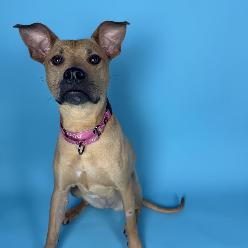Enlarge Georgia, a Adoptable mixed breed in Austell, GA image 5/6