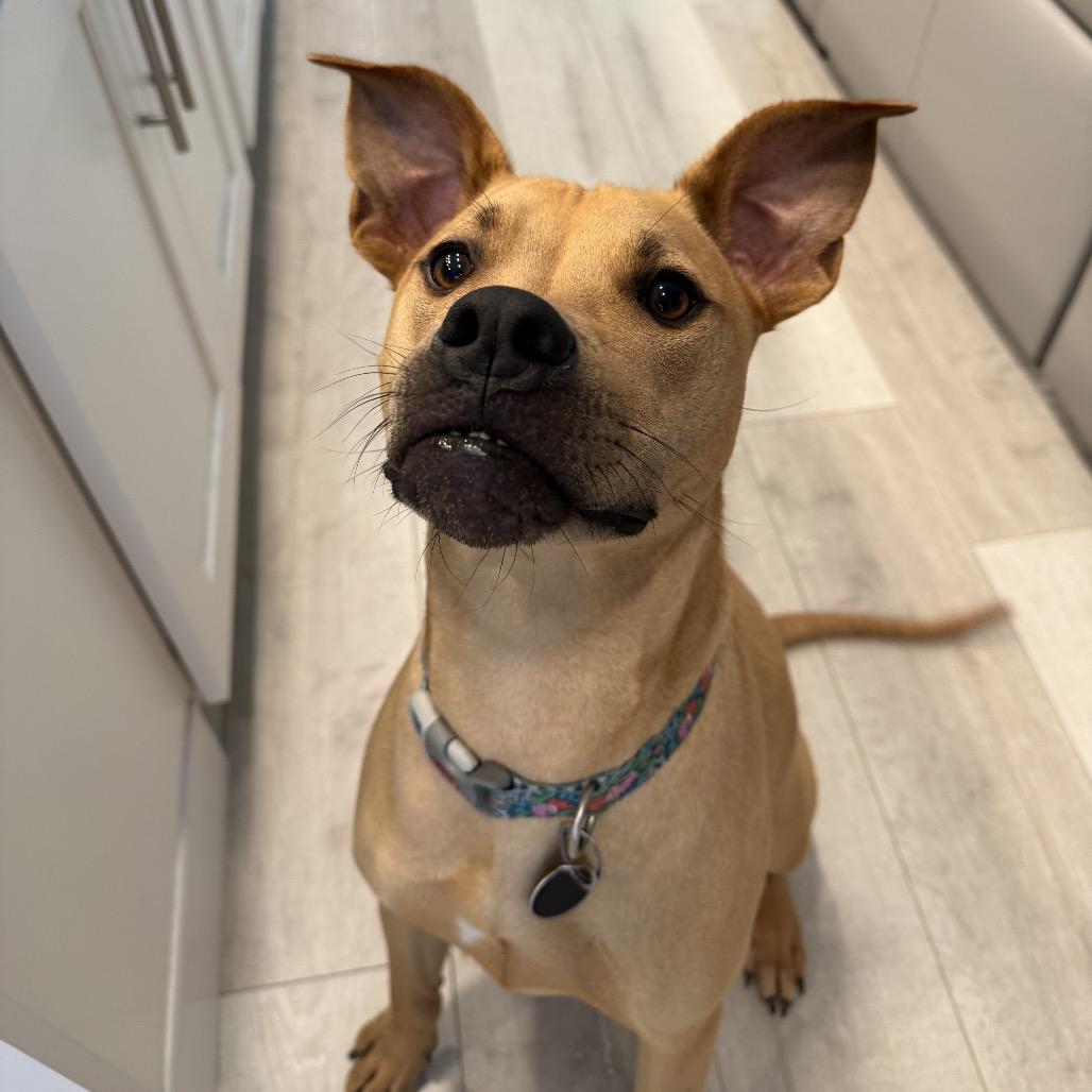 Georgia, a Adoptable mixed breed in Austell, GA image 5/6