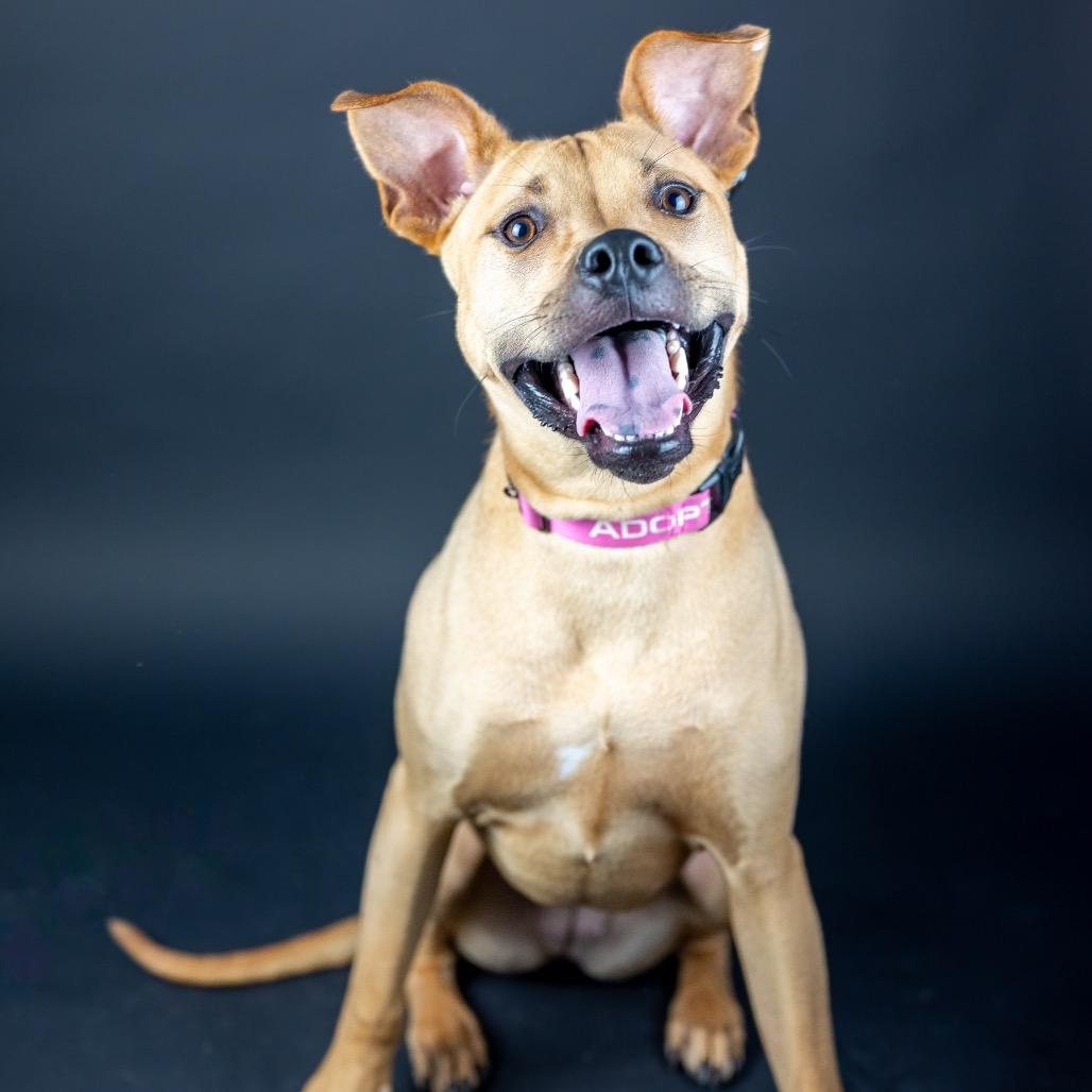 Enlarge Georgia, a Adoptable mixed breed in Austell, GA image 6/6