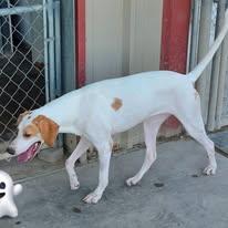 Sara, an adoptable mixed breed in Port Lavaca, TX image 2/3