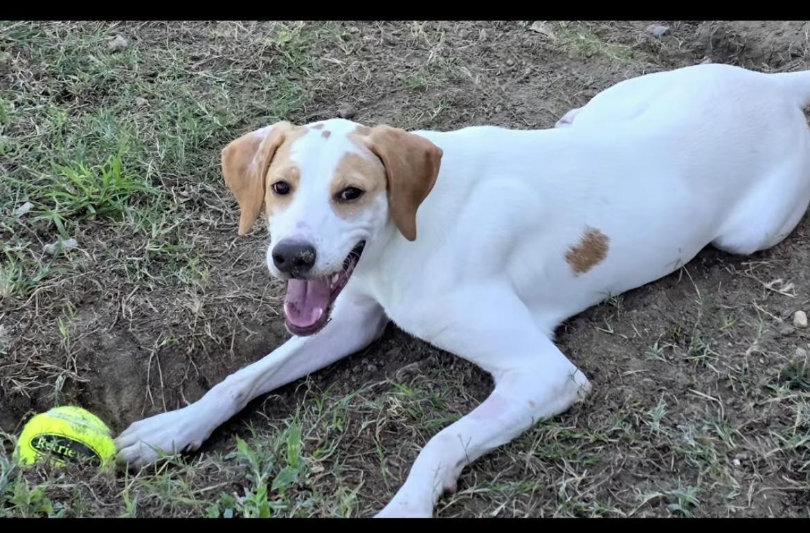 Sara, adoptable, Young Female Pointer.