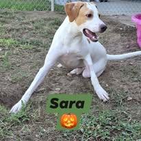 Sara, adoptable, Young Female Pointer.