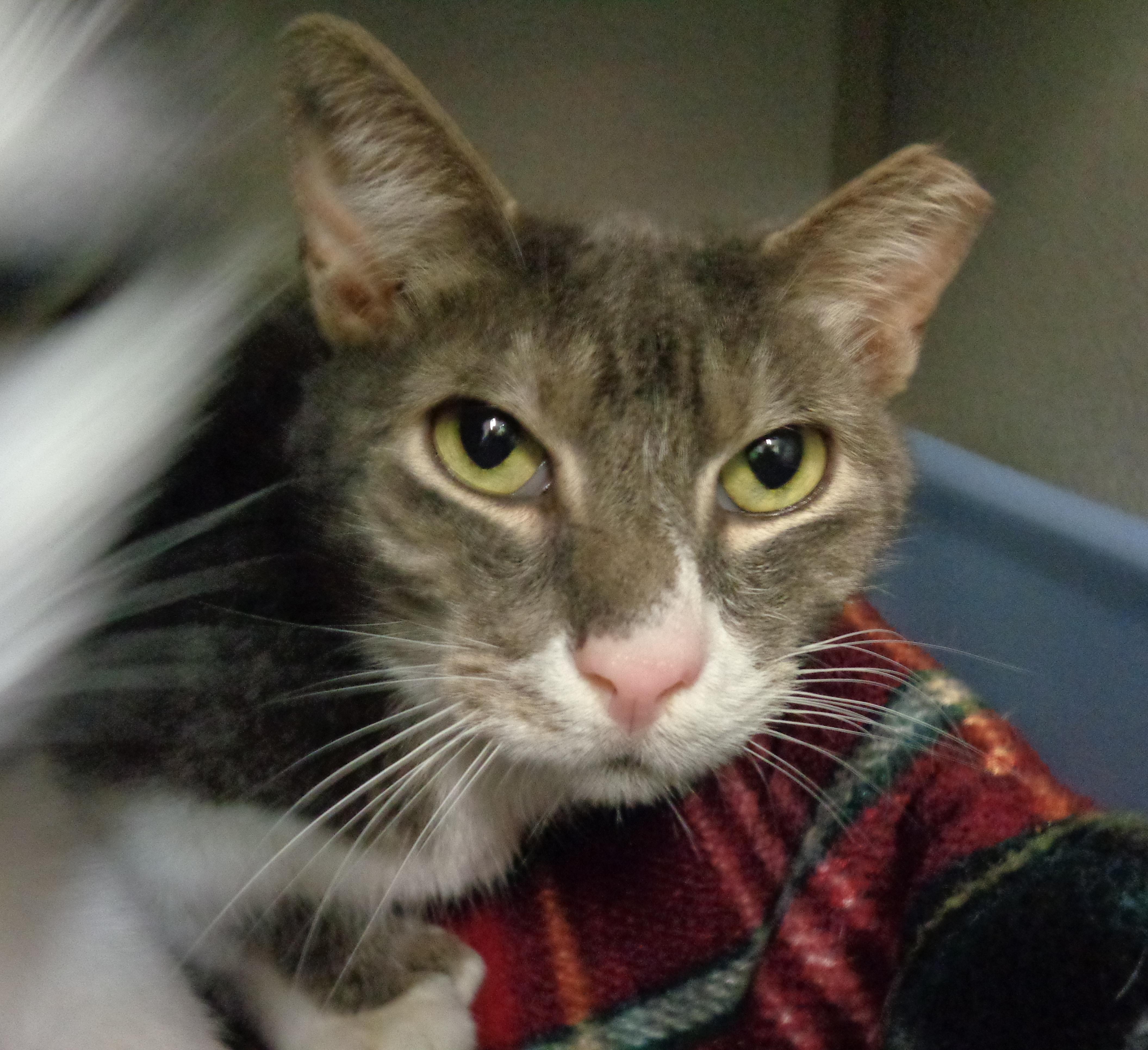 MAINE - Extra Toes!, a Adoptable Extra-Toes Cat / Hemingway Polydactyl in Delhi, NY image 2/5