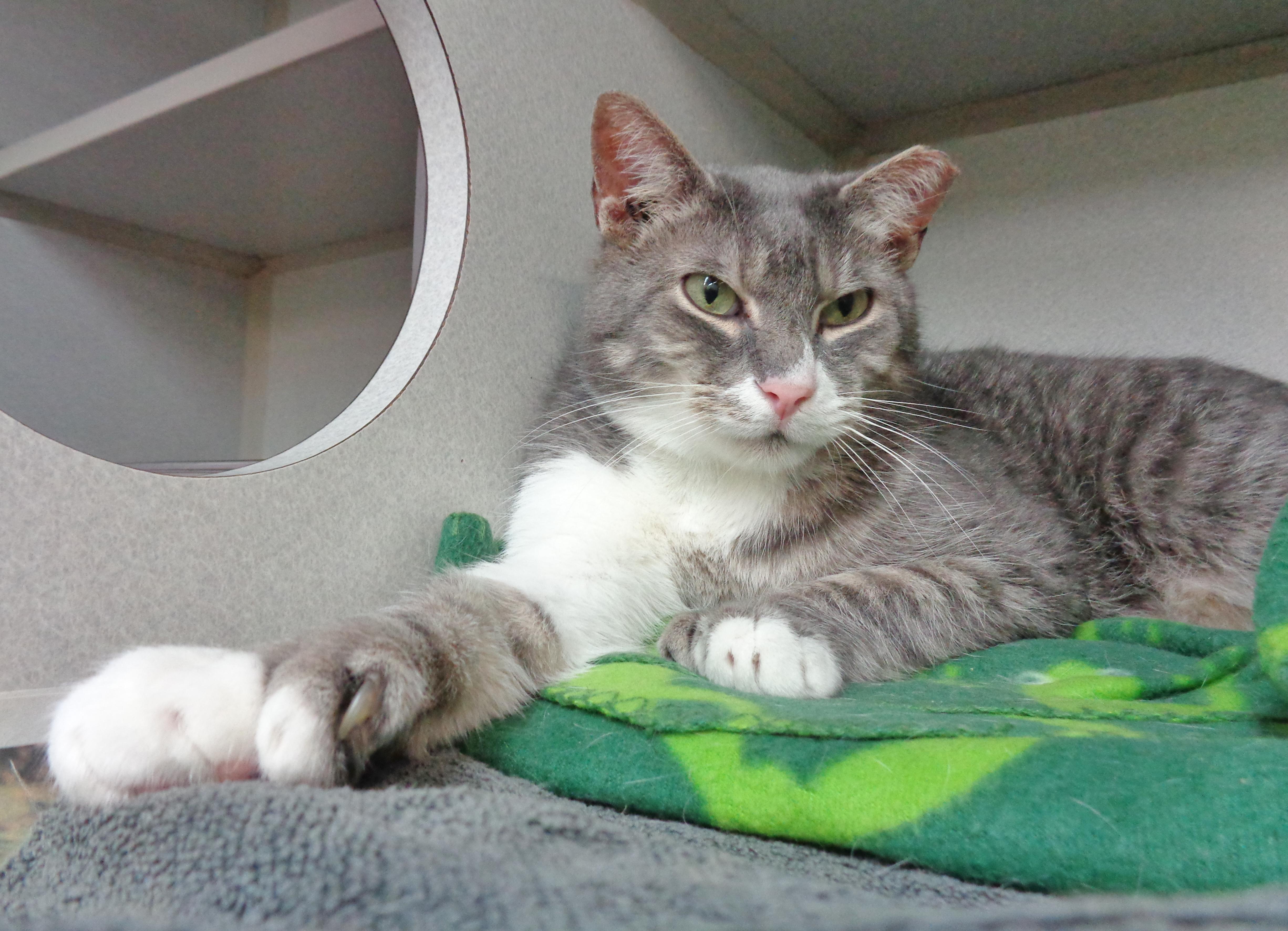 MAINE - Extra Toes!, a Adoptable Extra-Toes Cat / Hemingway Polydactyl in Delhi, NY image 4/5