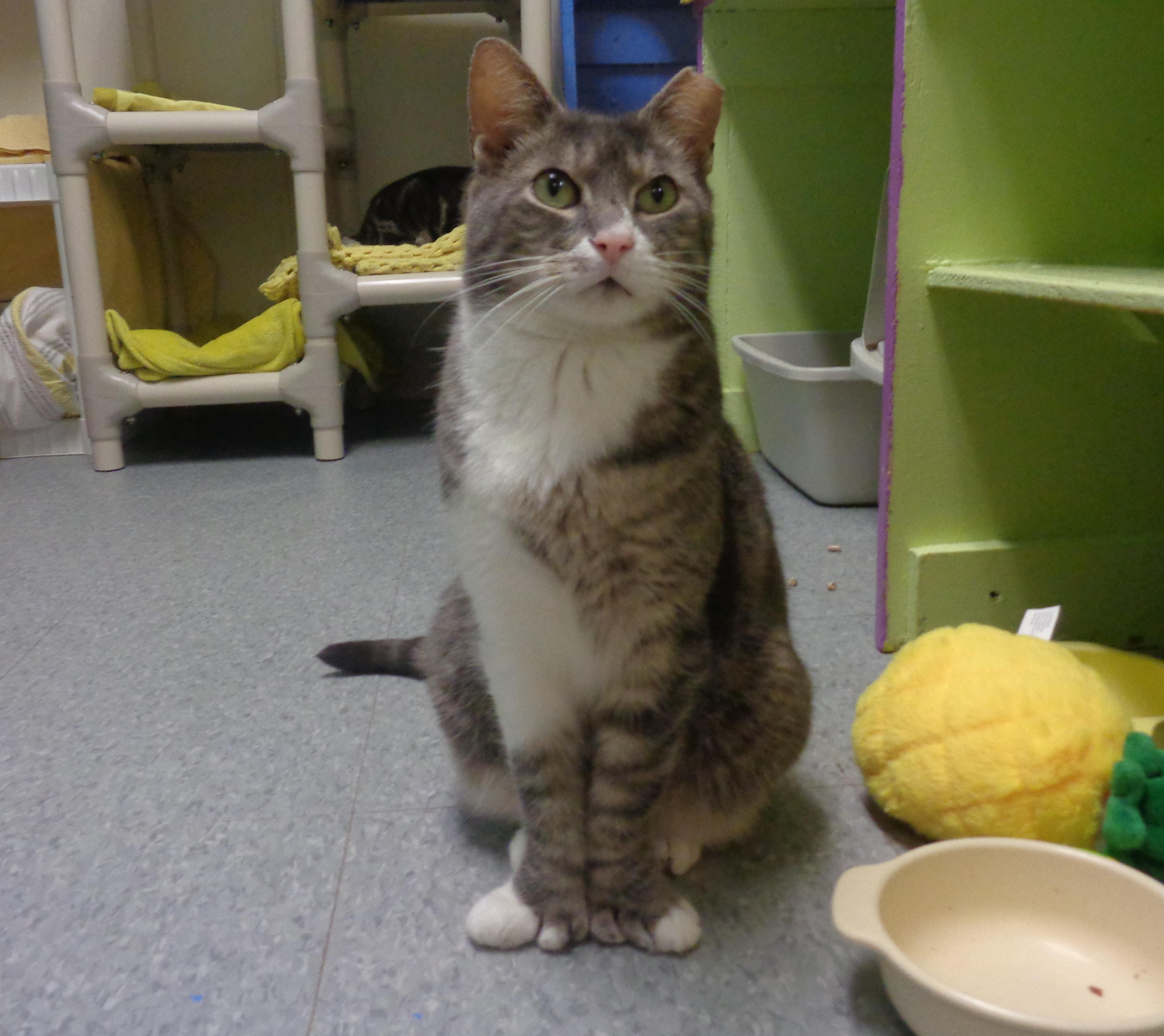 MAINE - Extra Toes!, Adoptable, Adult Male Extra-Toes Cat / Hemingway Polydactyl.