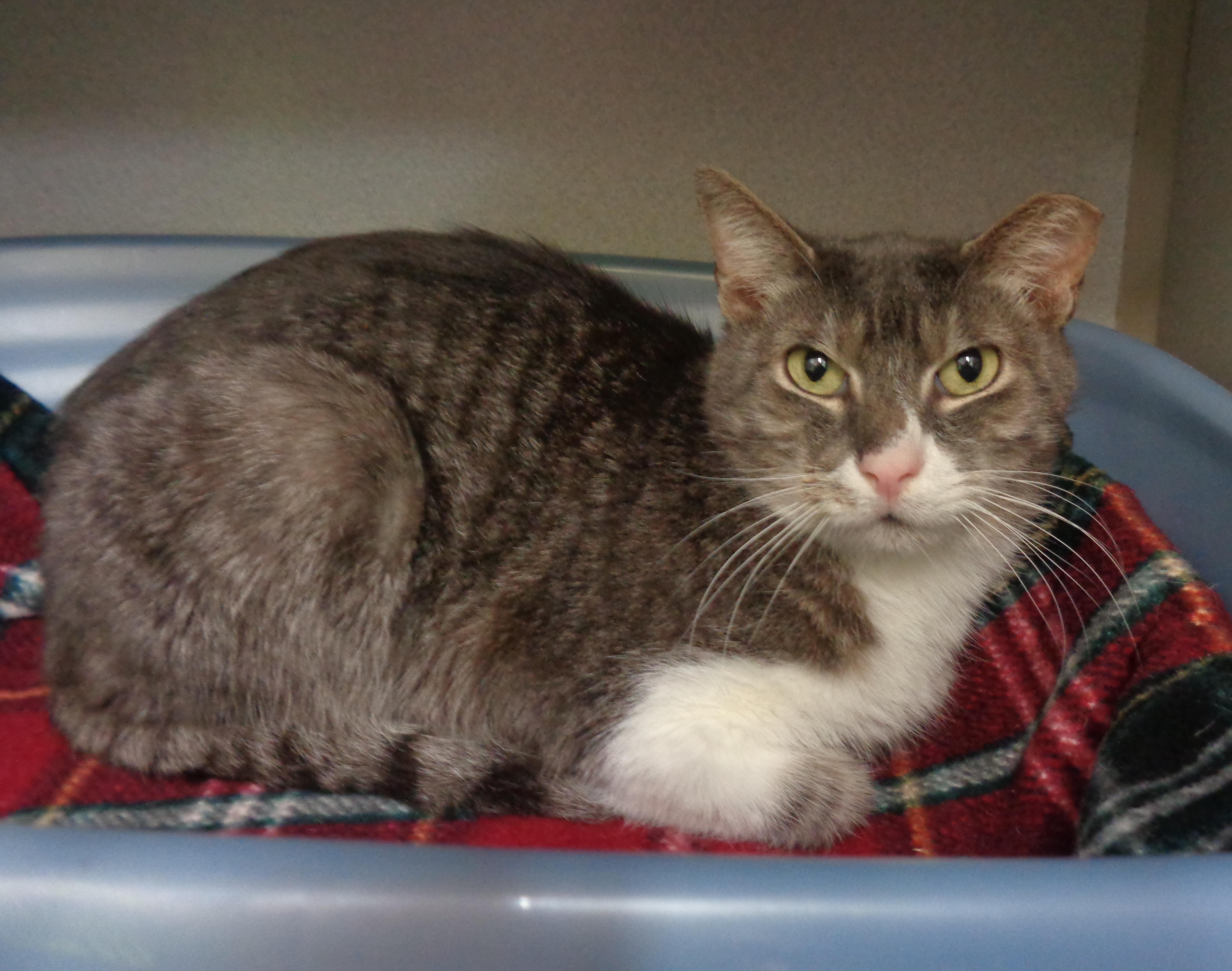 MAINE - Extra Toes!, a Adoptable Extra-Toes Cat / Hemingway Polydactyl in Delhi, NY image 5/5