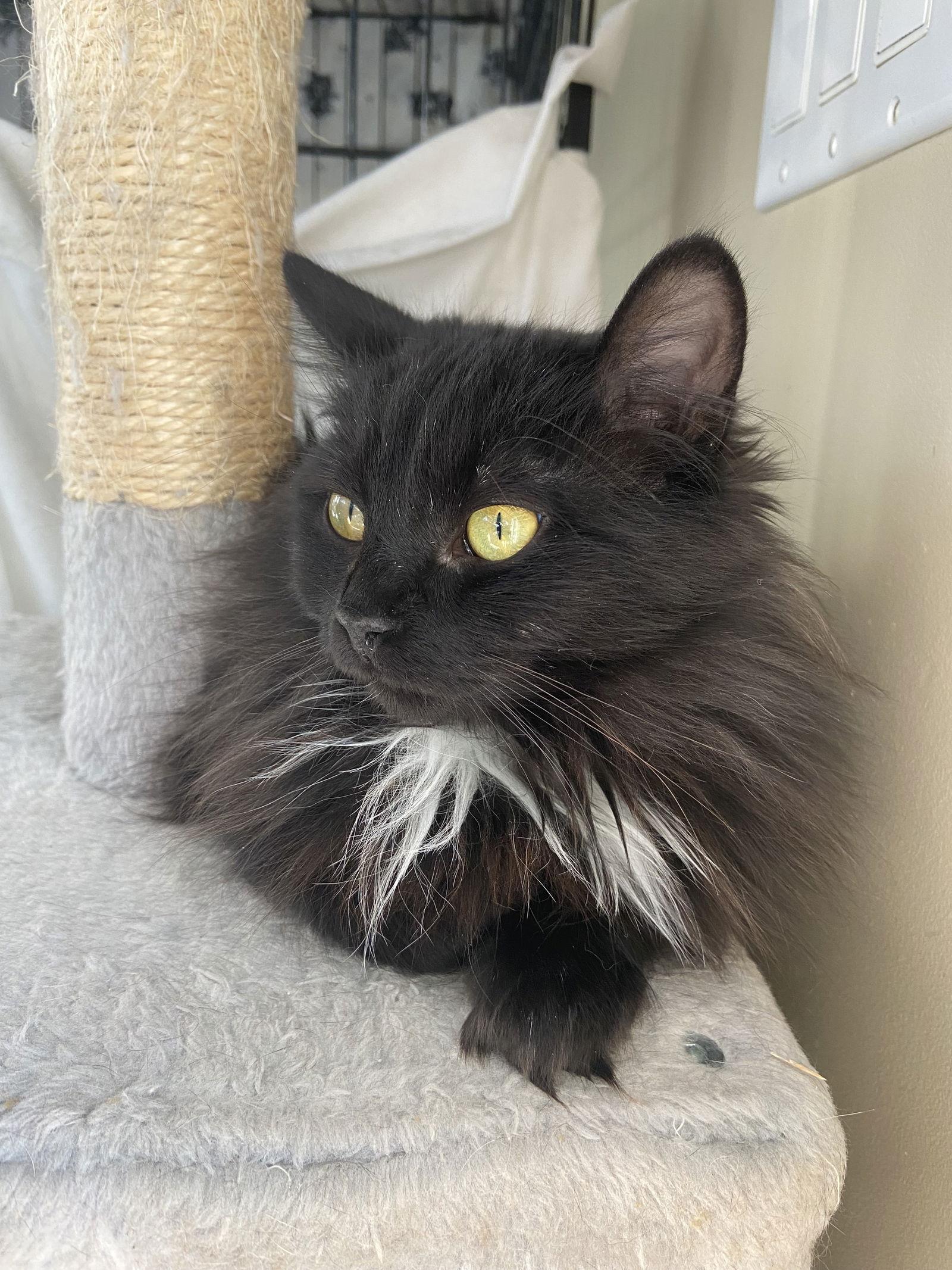 Enlarge Maddie, a Adopted Domestic Long Hair in Markham, ON image 2/2