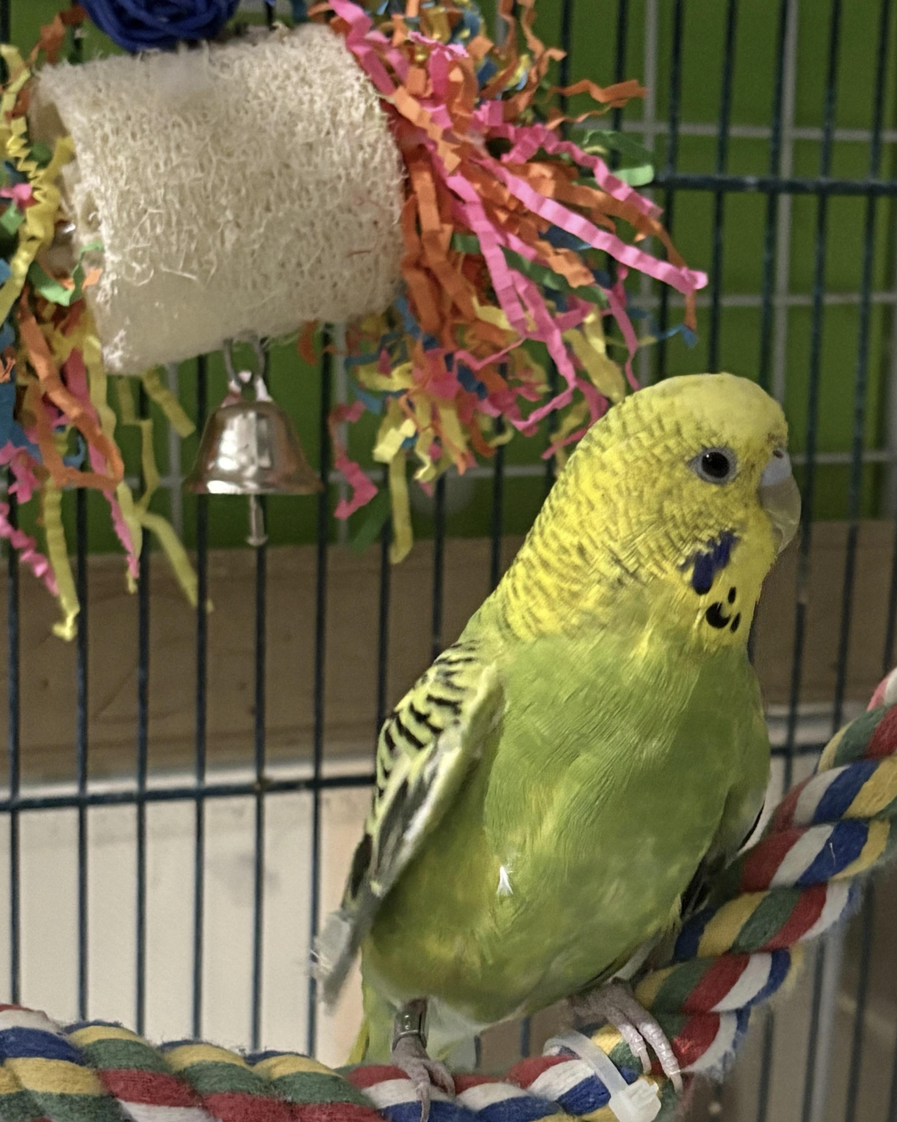 Enlarge Dorothy, an adopted Parakeet (Other) in Howell, NJ image 1/1