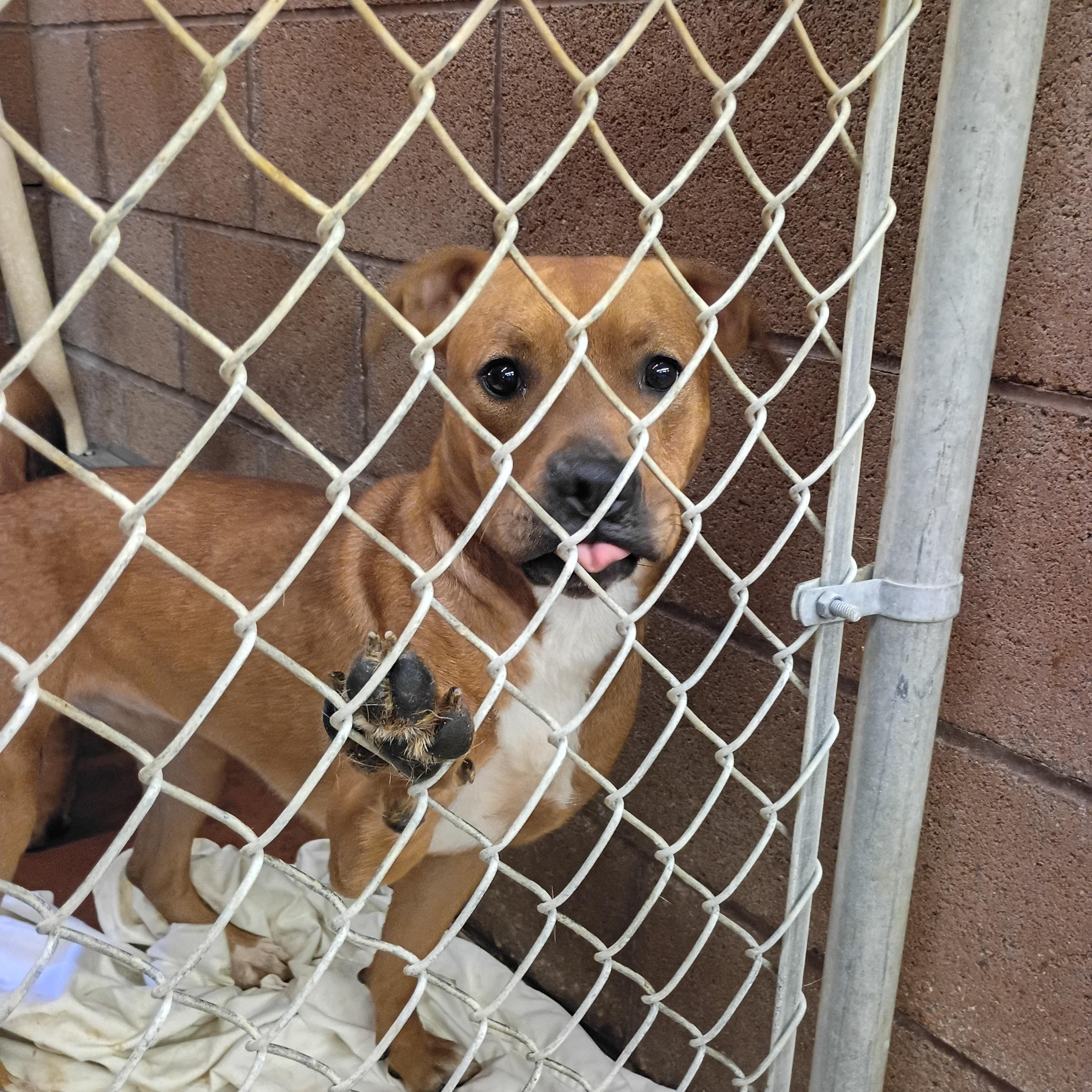 LACEY, Adoptable, Adult Female Mixed Breed.