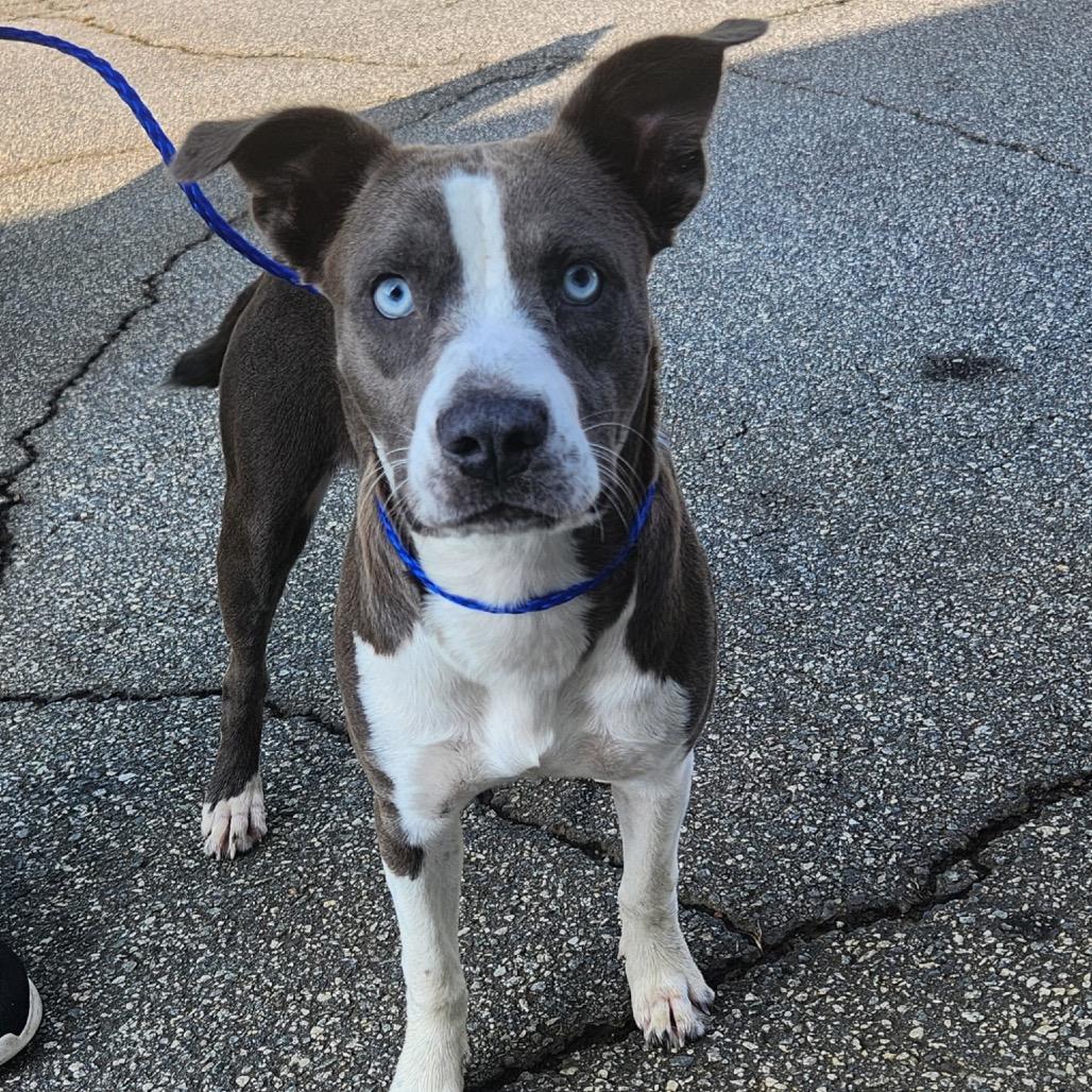 Esther, Adoptable, Young Female Pit Bull Terrier.