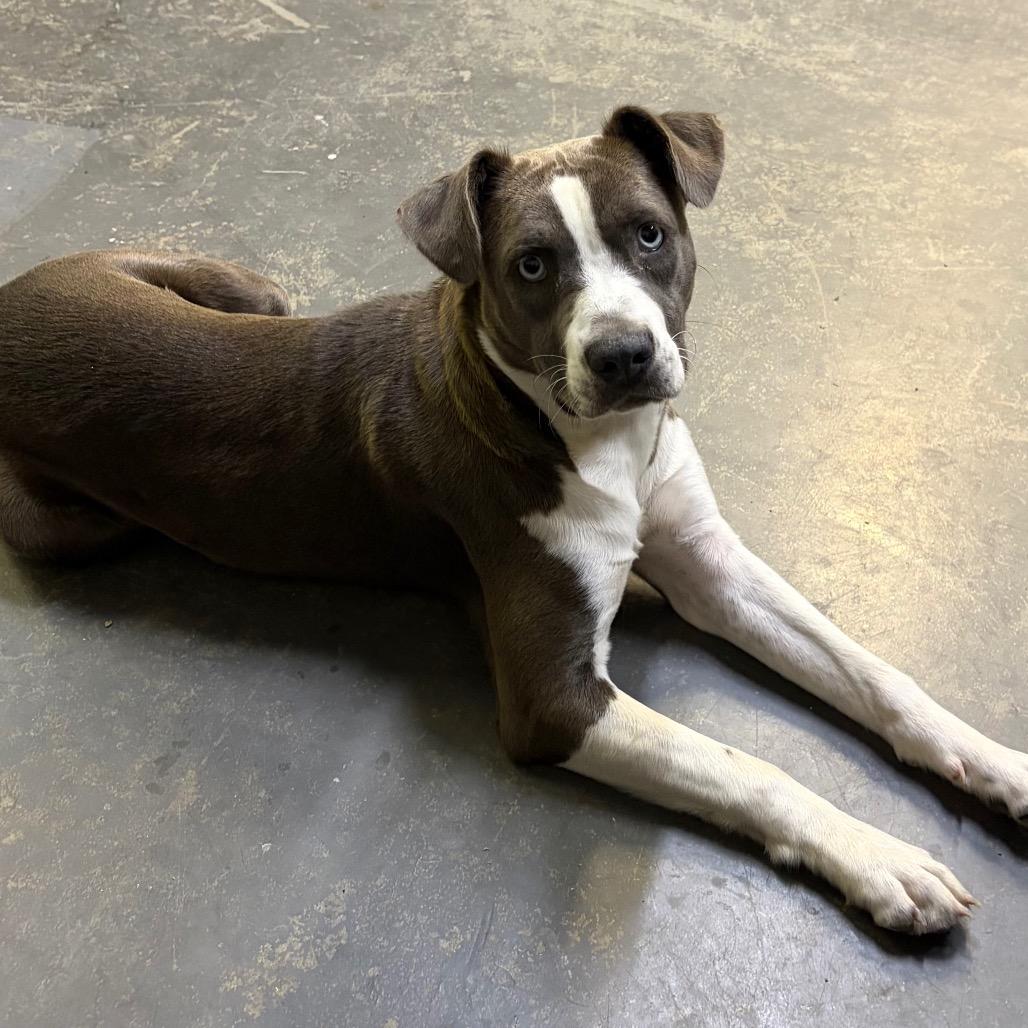 Enlarge Esther, a Adoptable Pit Bull Terrier in Mocksville, NC image 2/6