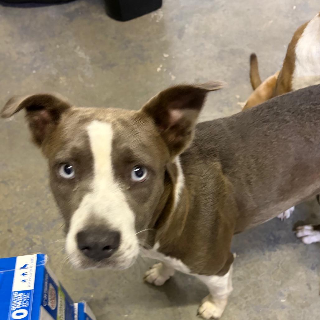 Enlarge Esther, a Adoptable Pit Bull Terrier in Mocksville, NC image 3/6