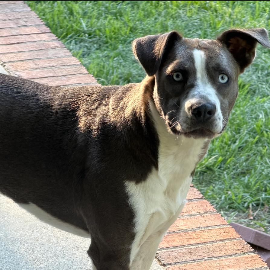 Enlarge Esther, a Adoptable Pit Bull Terrier in Mocksville, NC image 4/6