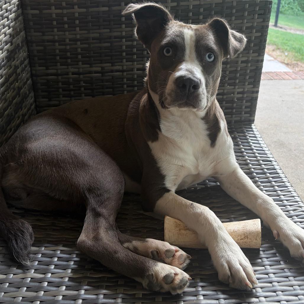 Enlarge Esther, a Adoptable Pit Bull Terrier in Mocksville, NC image 5/6