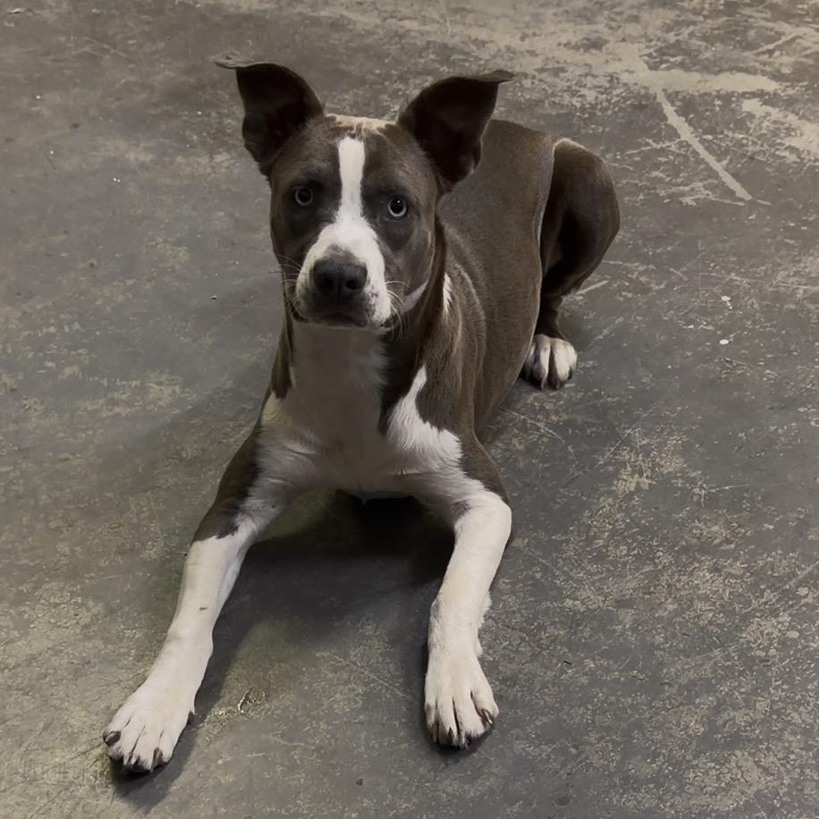 Enlarge Esther, a Adoptable Pit Bull Terrier in Mocksville, NC image 6/6