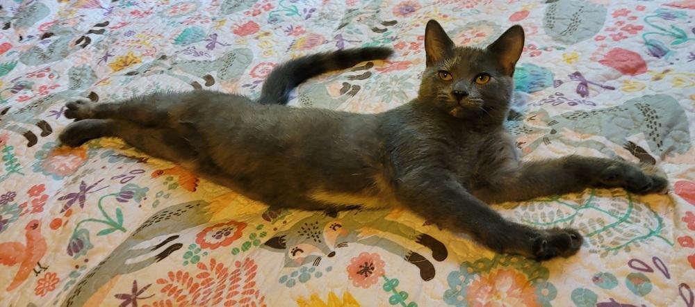 Mizuki, Adoptable, Kitten Female Domestic Short Hair.