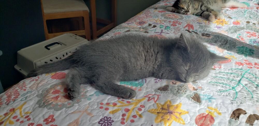 Enlarge Mizuki, a Adoptable Domestic Short Hair in Homer Glen, IL image 2/5