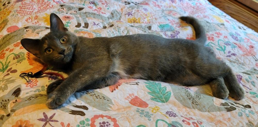 Enlarge Mizuki, a Adoptable Domestic Short Hair in Homer Glen, IL image 3/5