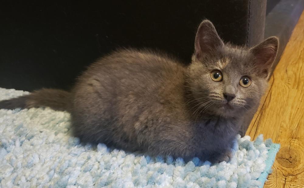 Enlarge Mizuki, a Adoptable Domestic Short Hair in Homer Glen, IL image 4/5