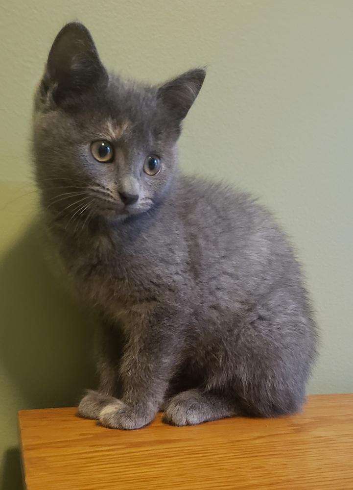 Enlarge Mizuki, a Adoptable Domestic Short Hair in Homer Glen, IL image 5/5