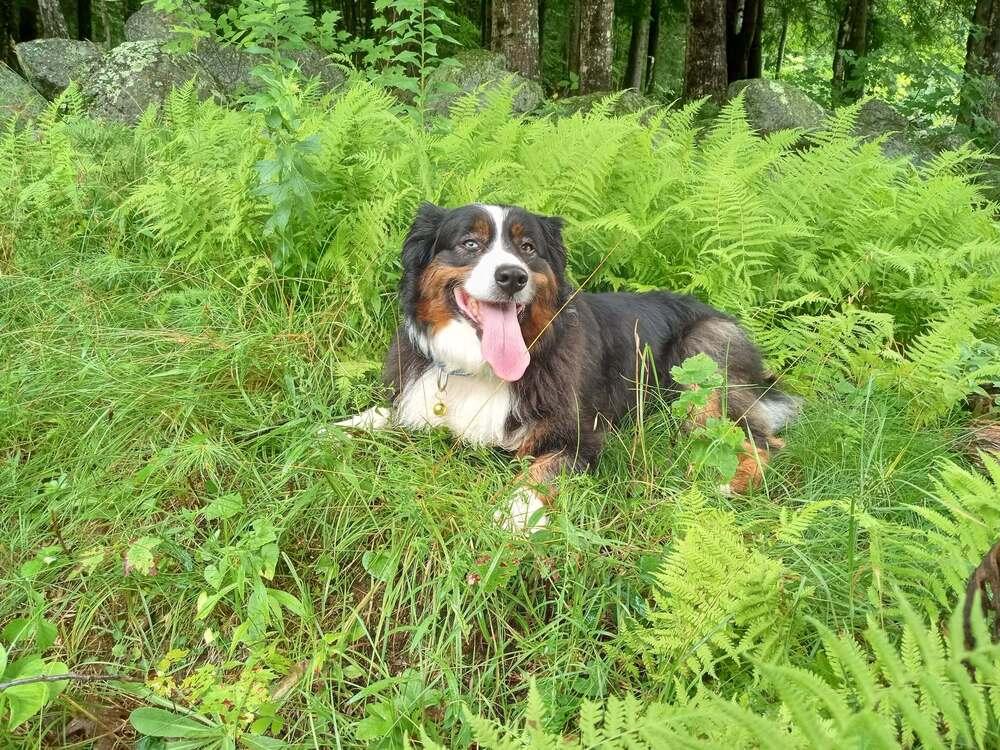 Enlarge Mckees #5267, a Adoptable Australian Shepherd in Manchester, NH image 1/6