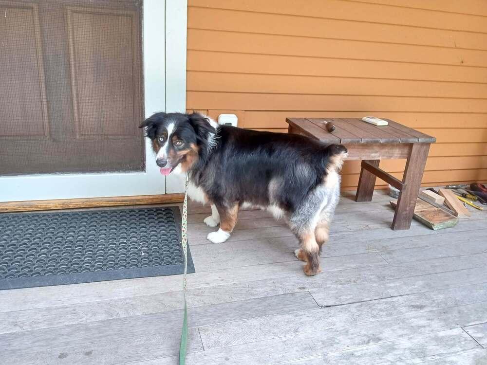Enlarge Mckees #5267, a Adoptable Australian Shepherd in Manchester, NH image 2/6