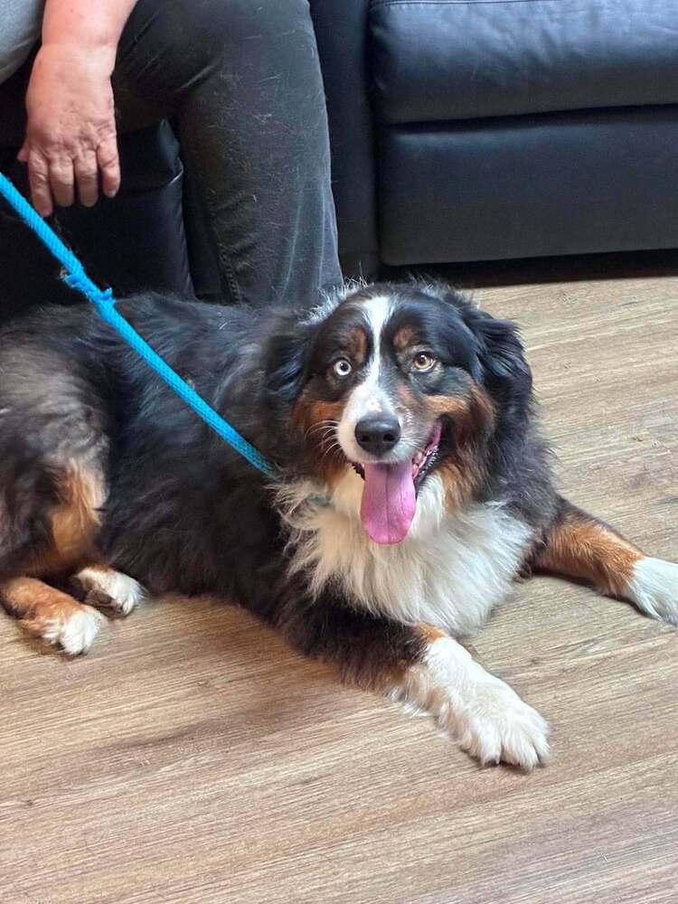 Mckees #5267, Adoptable, Adult Male Australian Shepherd.