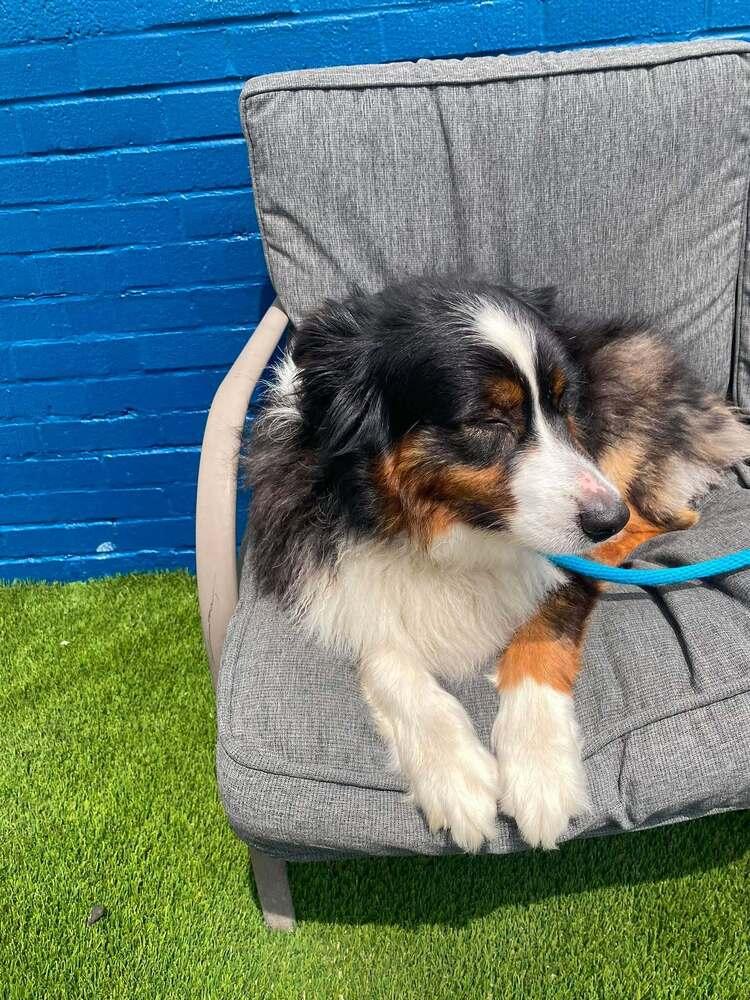 Enlarge Mckees #5267, a Adoptable Australian Shepherd in Manchester, NH image 6/6