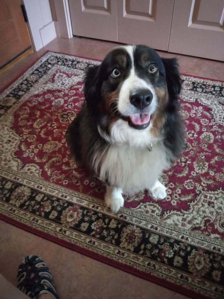 Enlarge Mckees #5267, a Adoptable Australian Shepherd in Manchester, NH image 5/6