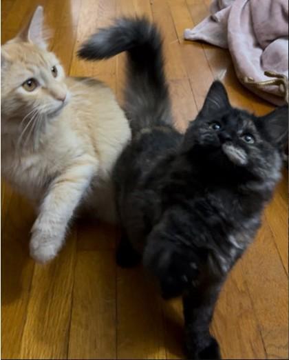 Enlarge Aphrodite Farm - needs a young cat buddy, a Adoptable mixed breed in Hudson, MA image 1/3