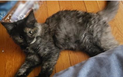 Enlarge Aphrodite Farm - needs a young cat buddy, a Adoptable mixed breed in Hudson, MA image 2/3