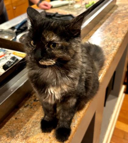 Enlarge Aphrodite Farm - needs a young cat buddy, a Adoptable mixed breed in Hudson, MA image 3/3