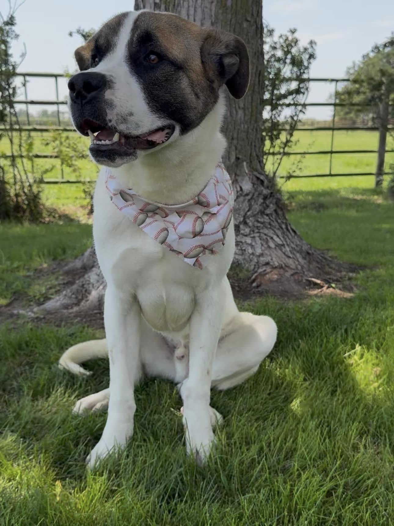 Lenny, an adoptable Saint Bernard in Lexington, NE, 68850 | Photo Image 2