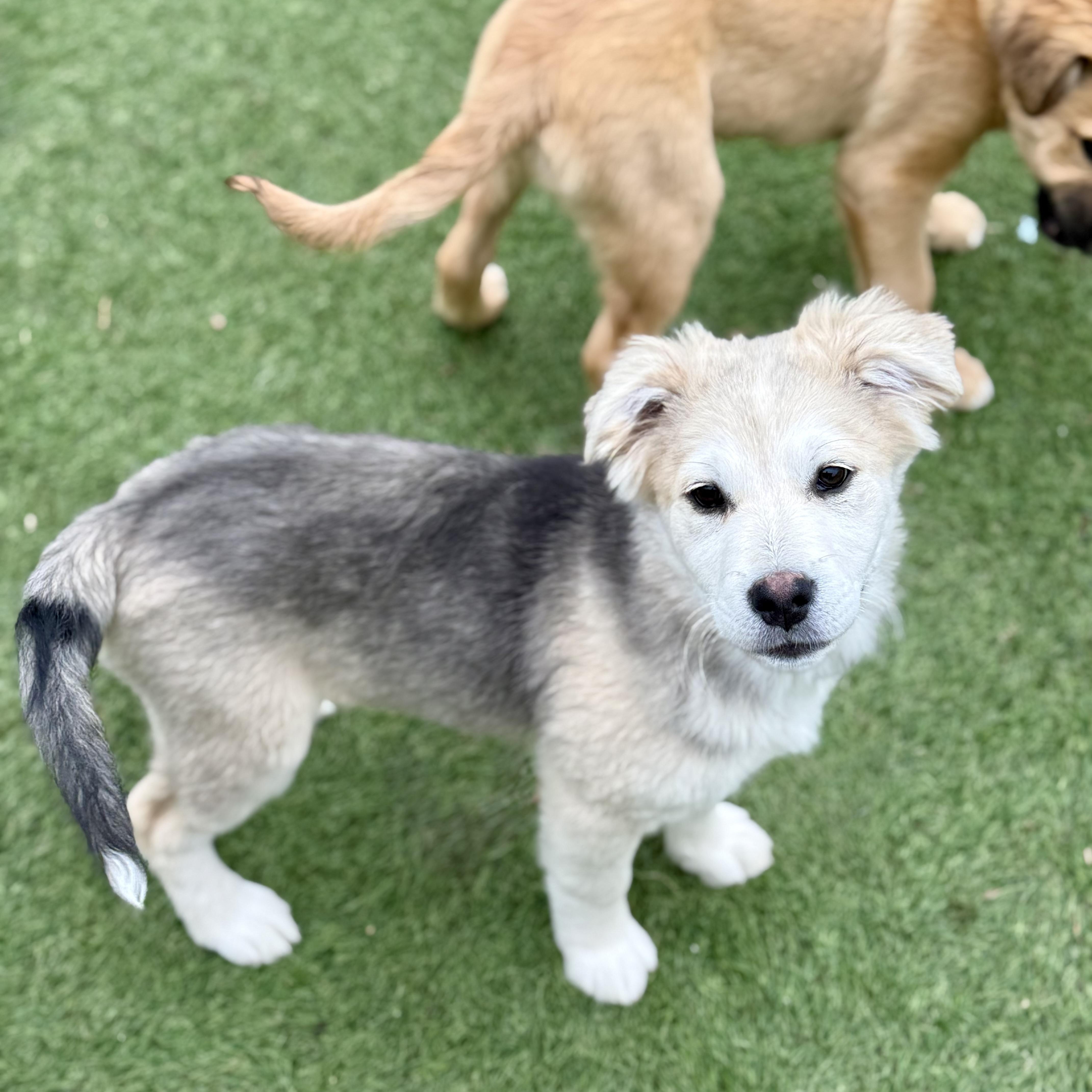 Enlarge Alice, an adopted mixed breed in Glenolden, PA image 2/5