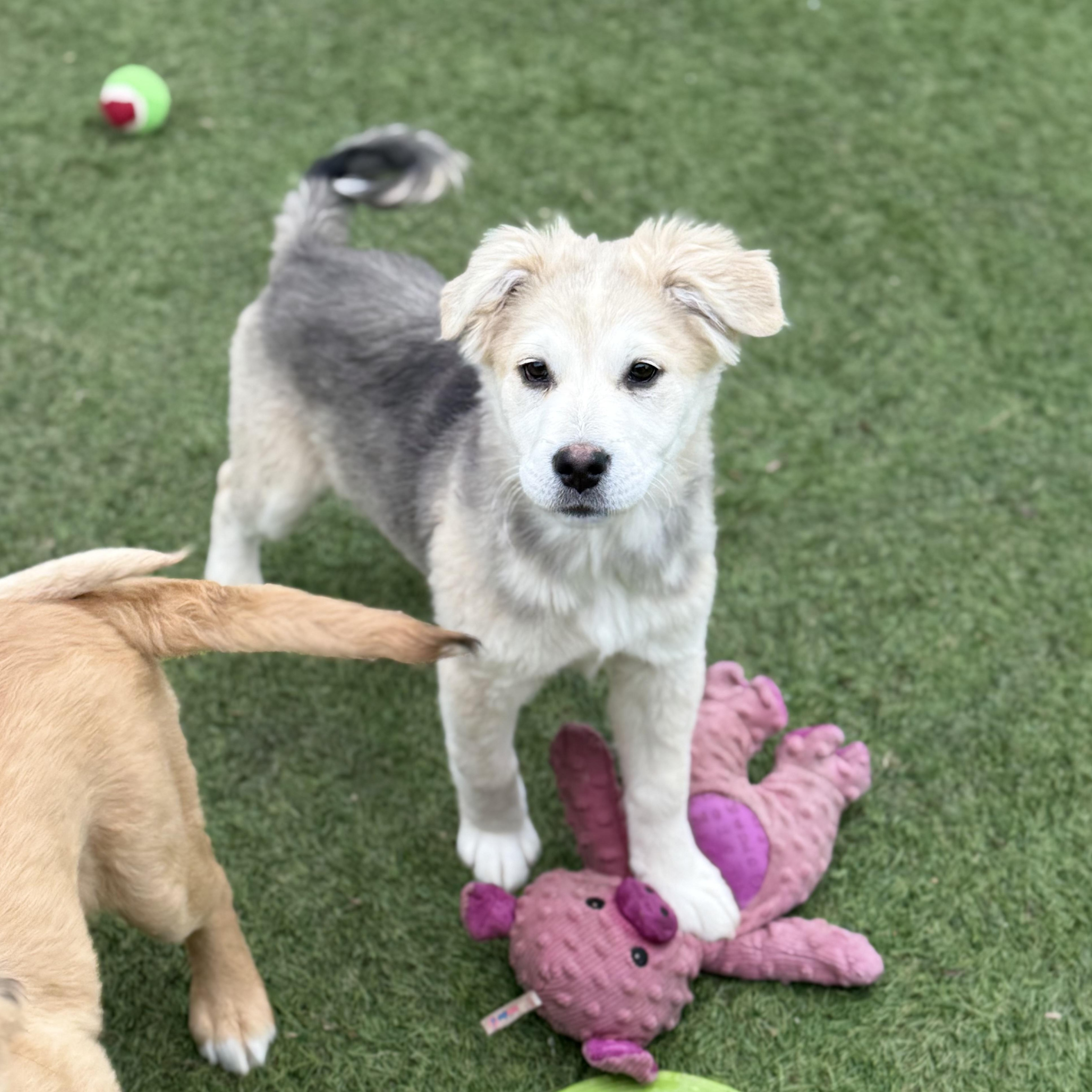 Alice, adopted, Puppy Female German Shepherd Dog & Labrador Retriever.