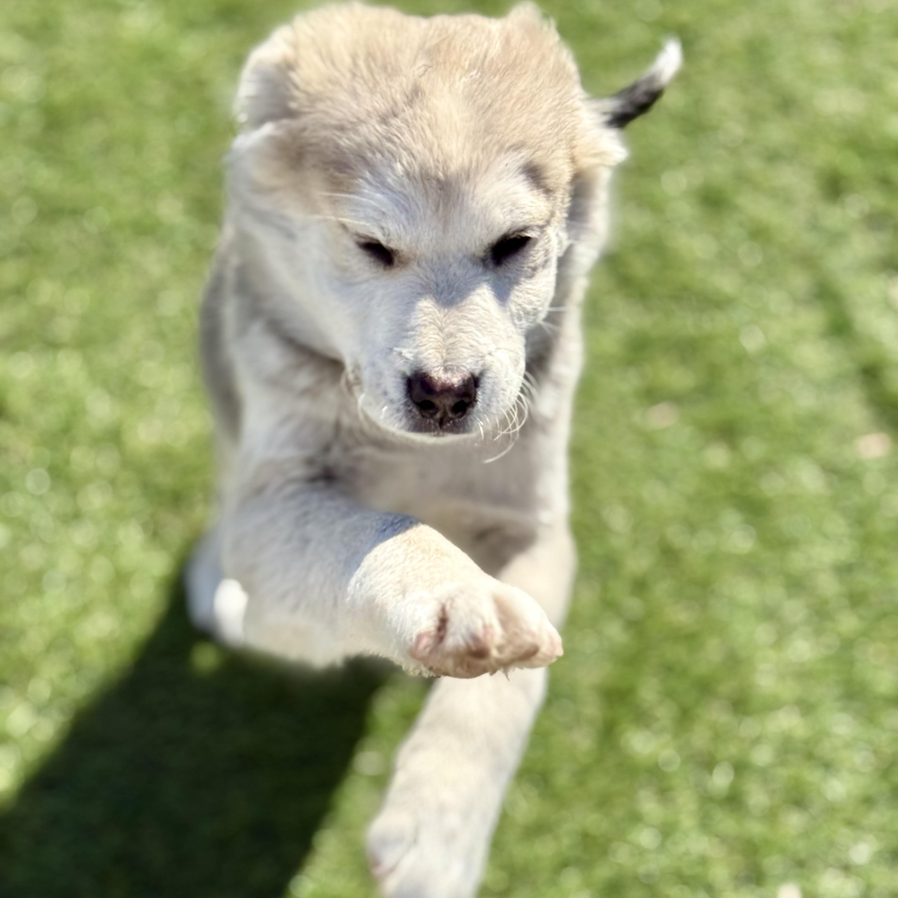 Enlarge Alice, an adopted mixed breed in Glenolden, PA image 4/5