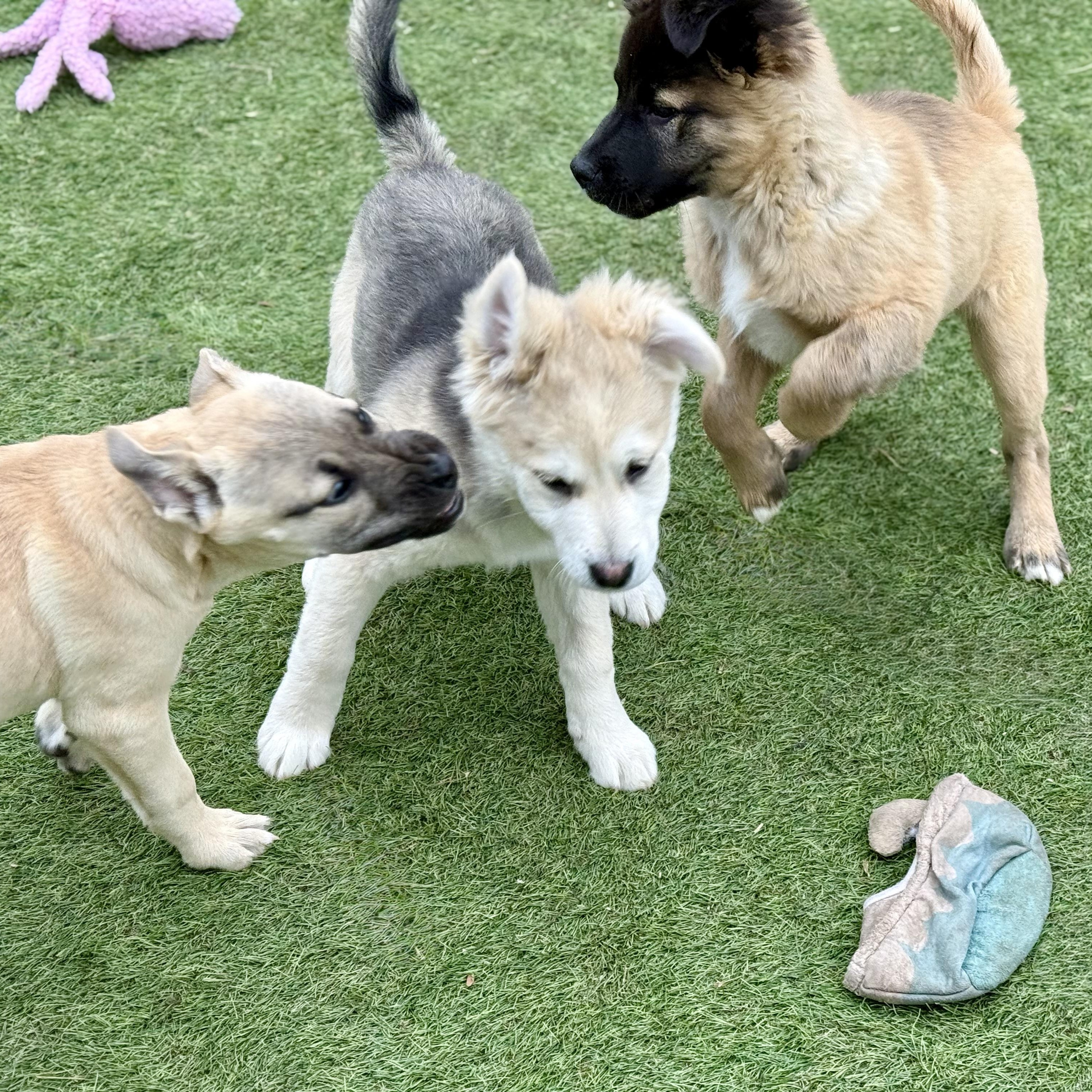 Enlarge Alice, an adopted mixed breed in Glenolden, PA image 5/5