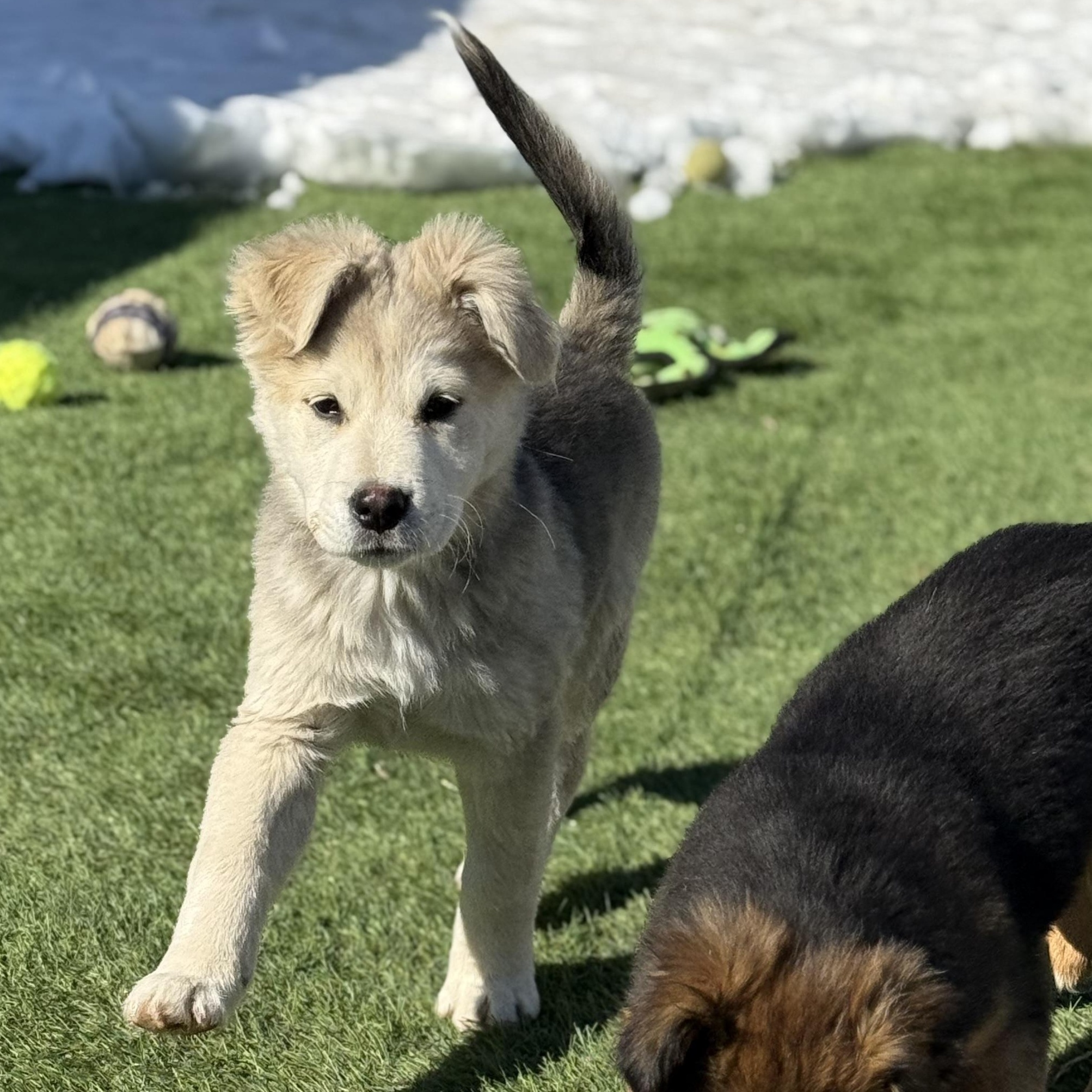 Enlarge Alice, an adopted mixed breed in Glenolden, PA image 3/5